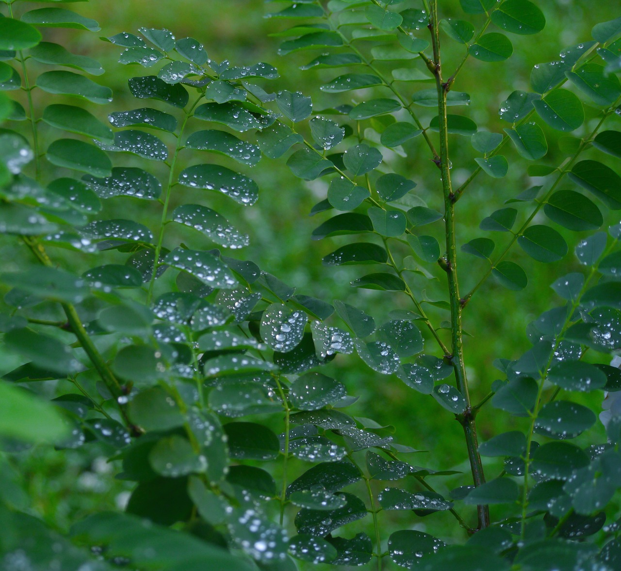 leaf grass rain free photo