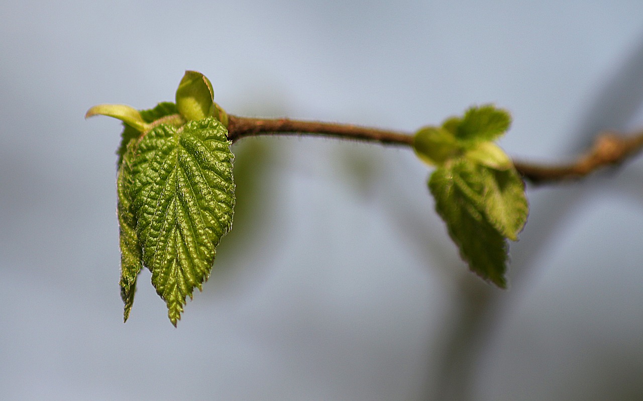 leaf light green young free photo