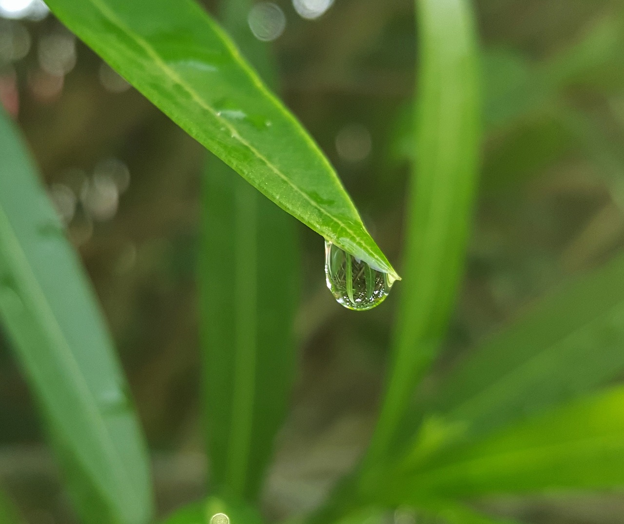 leaf leaves oleander free photo