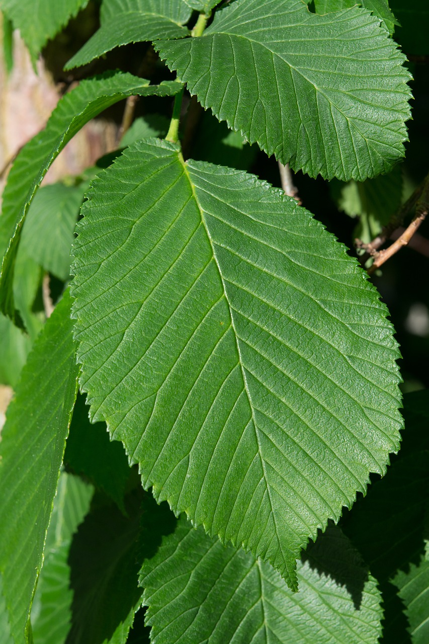 leaf green elm free photo