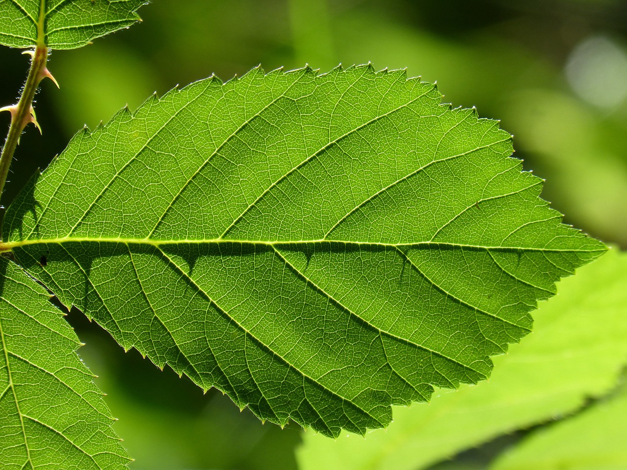 leaf backlight translucent free photo