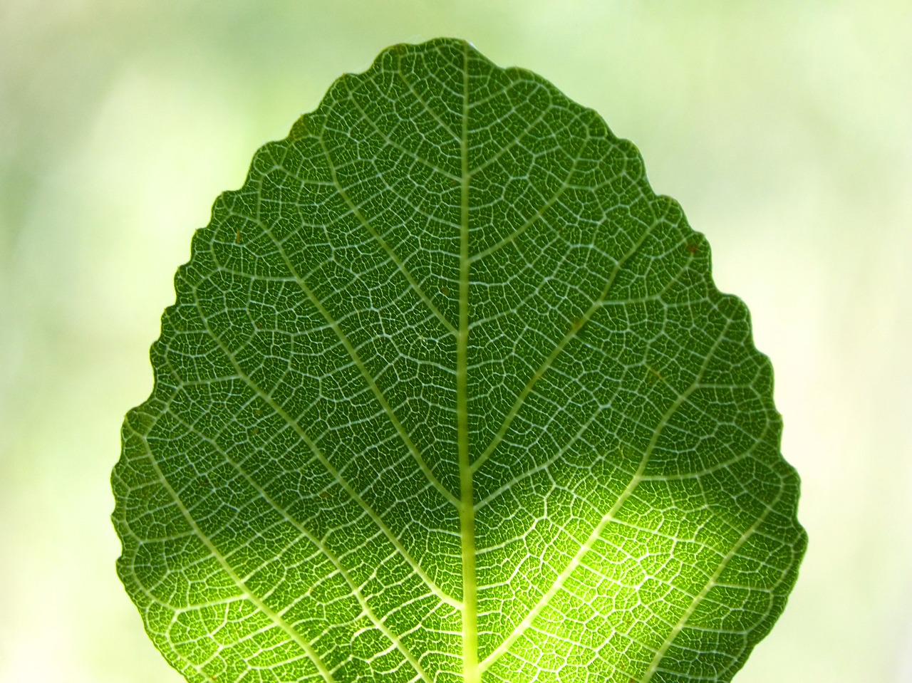 leaf fig tree ramifications free photo