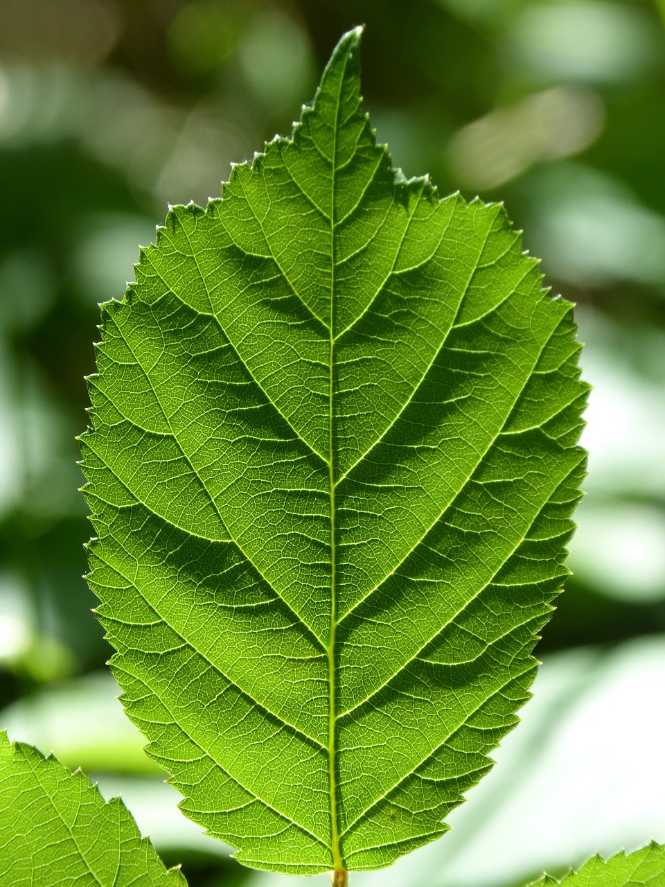 leaf blackberry ramifications free photo