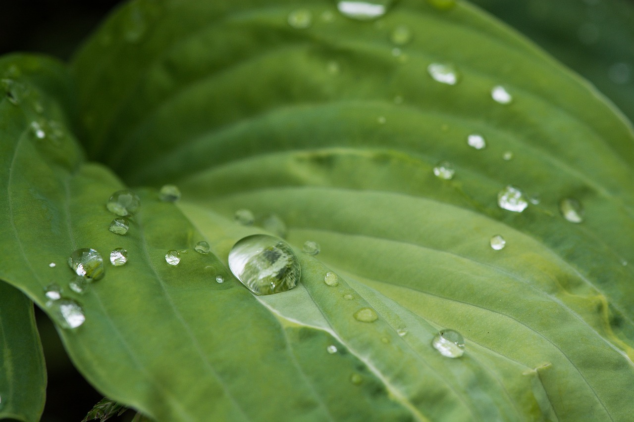 leaf green drop of water free photo