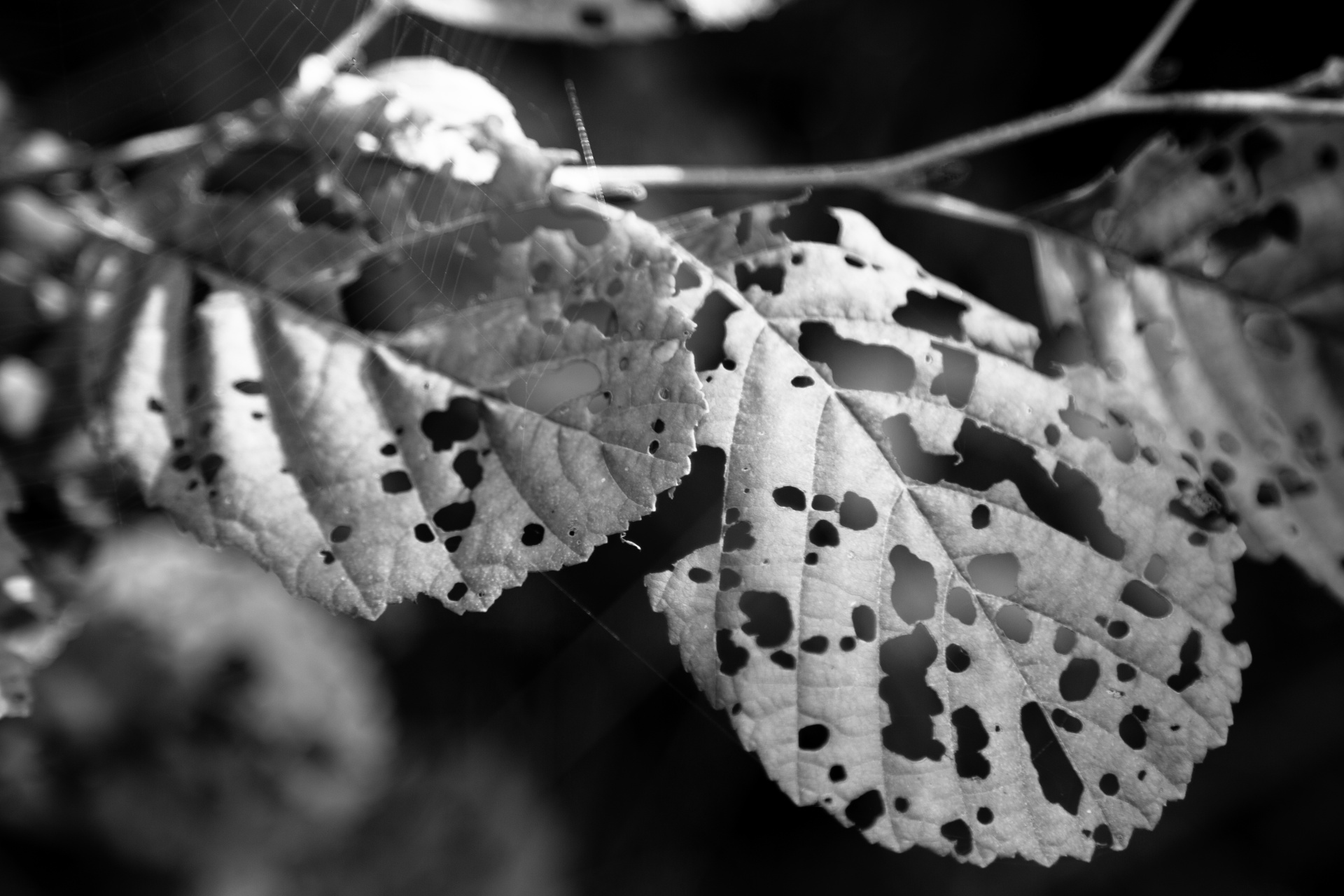 autumn green leaf free photo