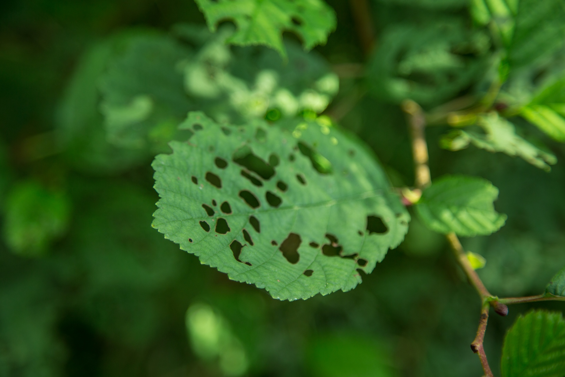 autumn green leaf free photo