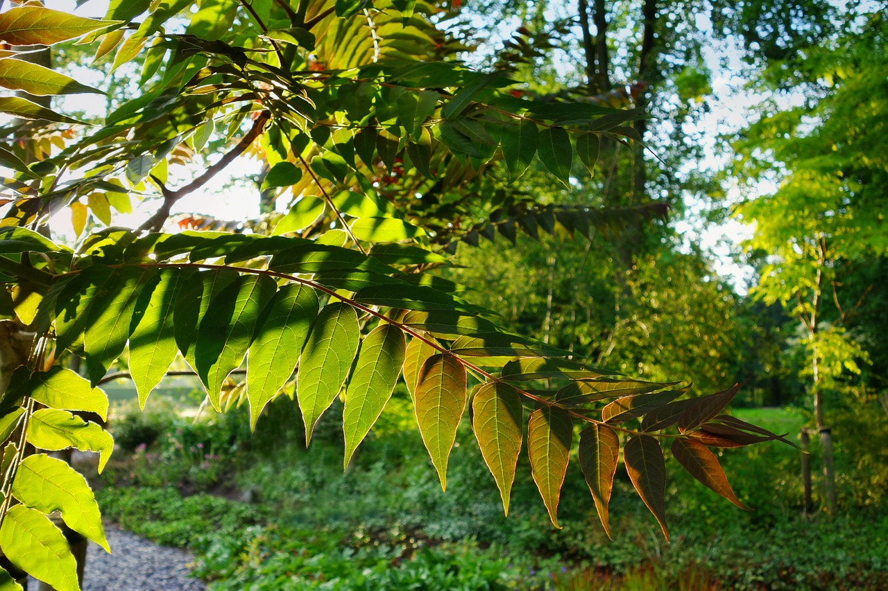 leaf branch foliage free photo