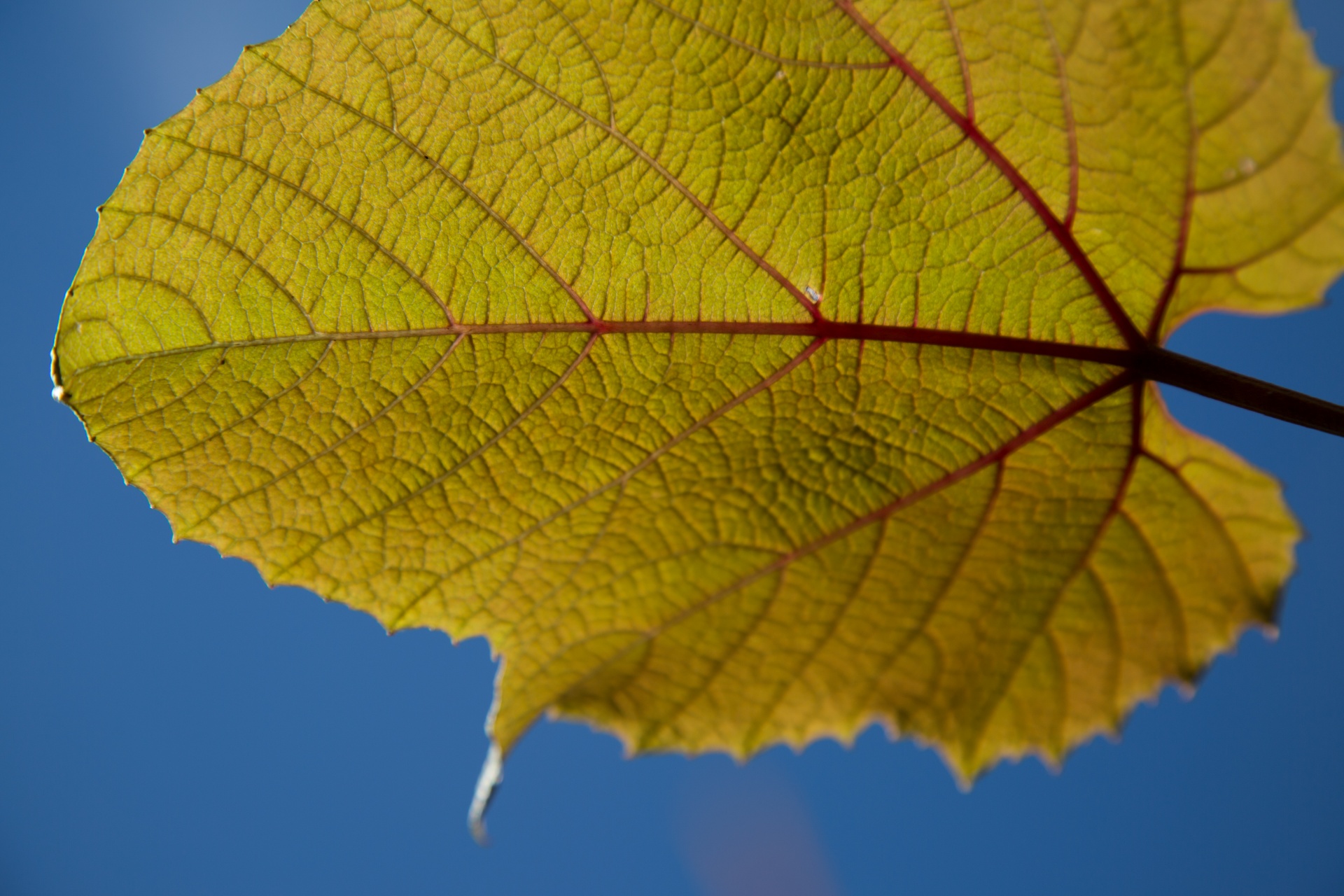 leaves leaf nature free photo