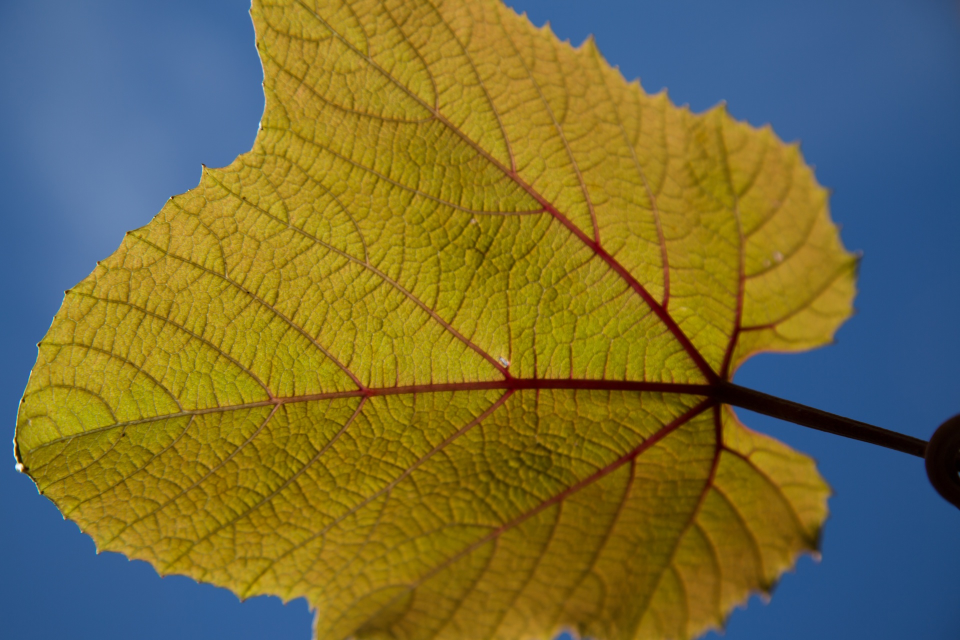 leaves leaf nature free photo