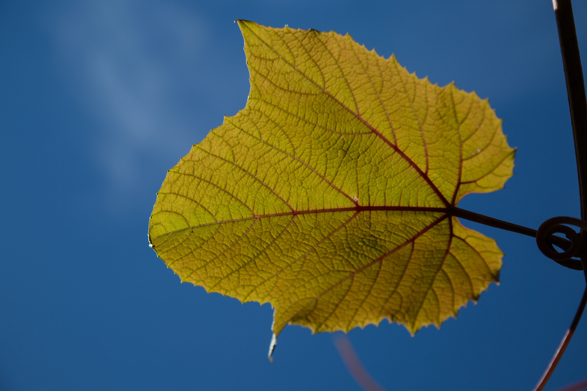 leaves leaf nature free photo