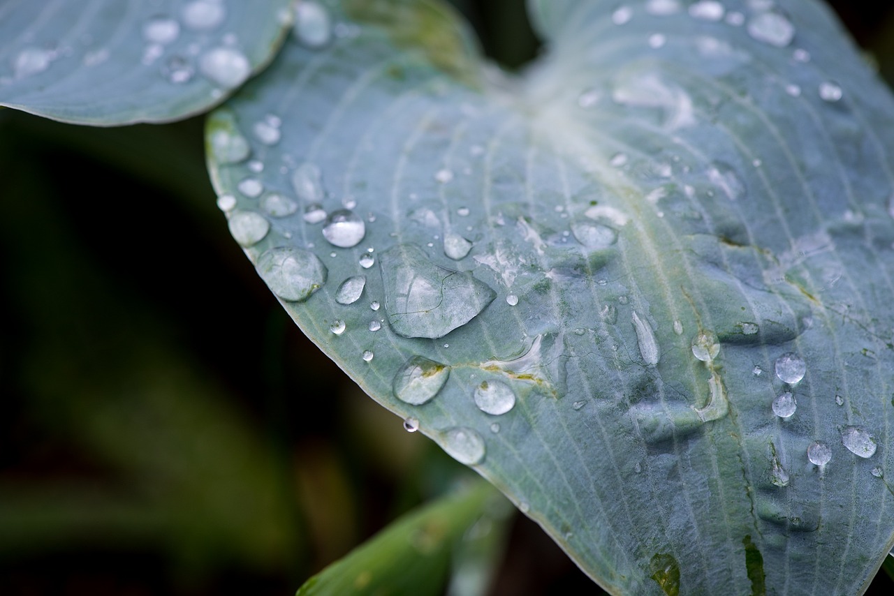 leaf green leaf plant free photo