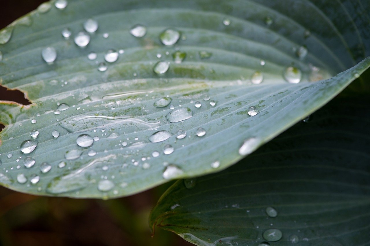 leaf green leaf plant free photo