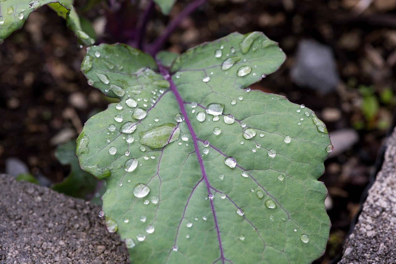 leaf green leaf kohlrabi leaf free photo