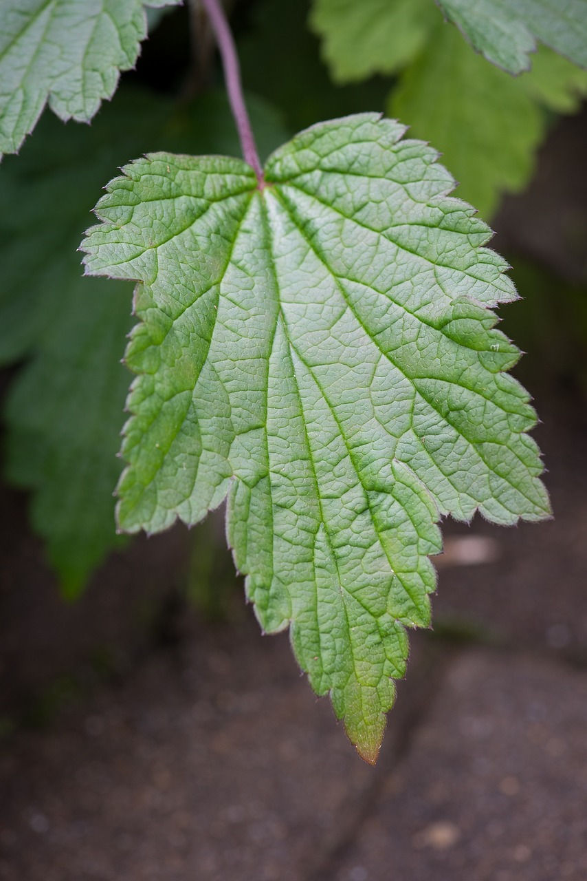 leaf green green leaf free photo