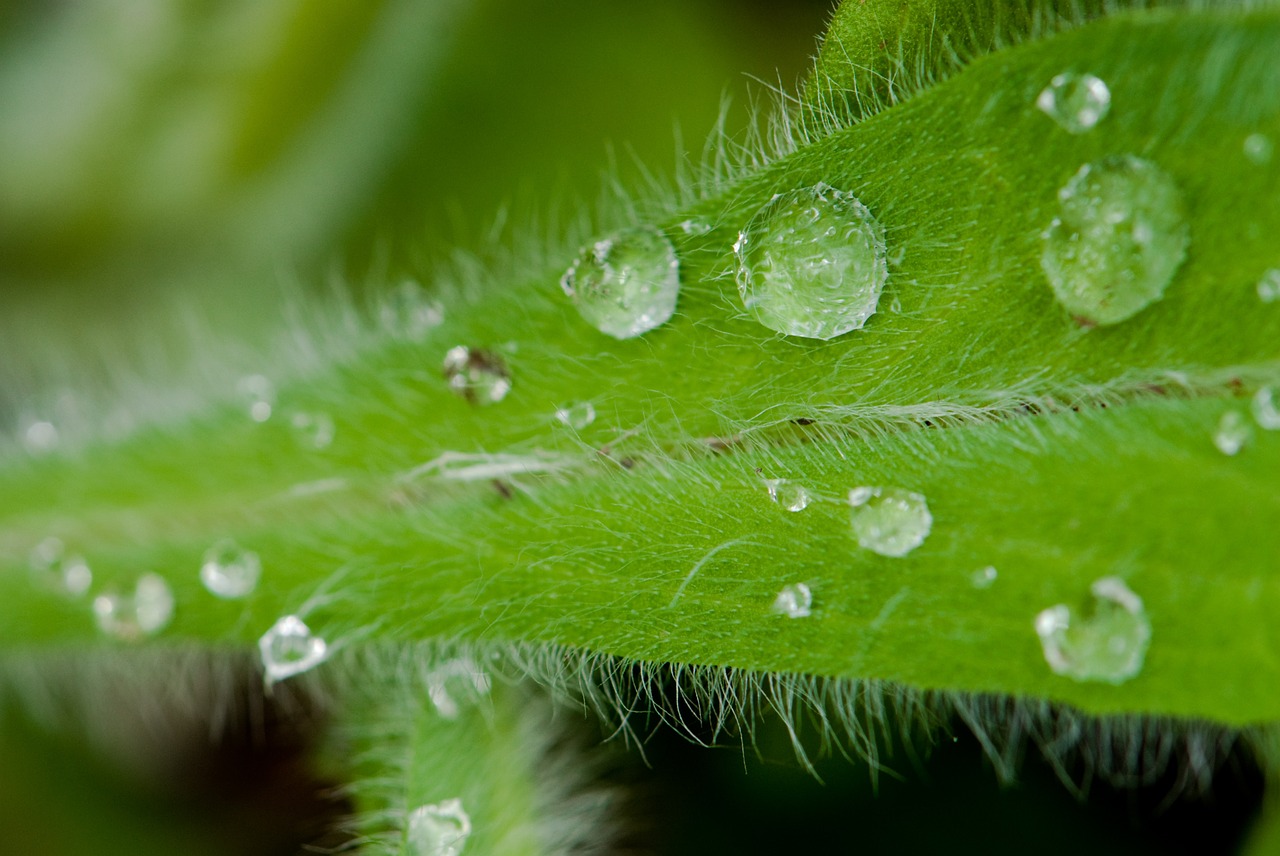 leaf water drops close leaf free photo