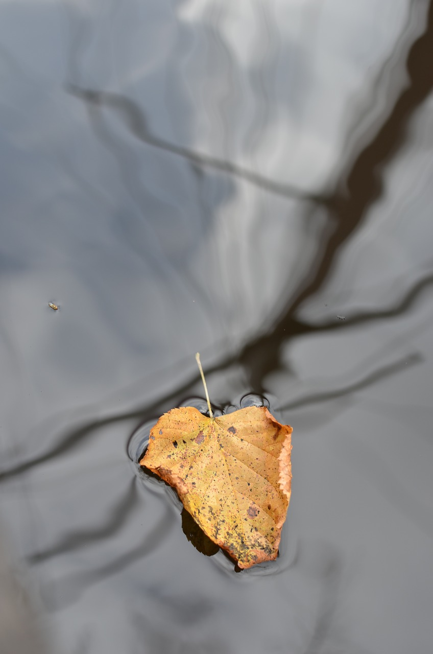 leaf floating mast free photo