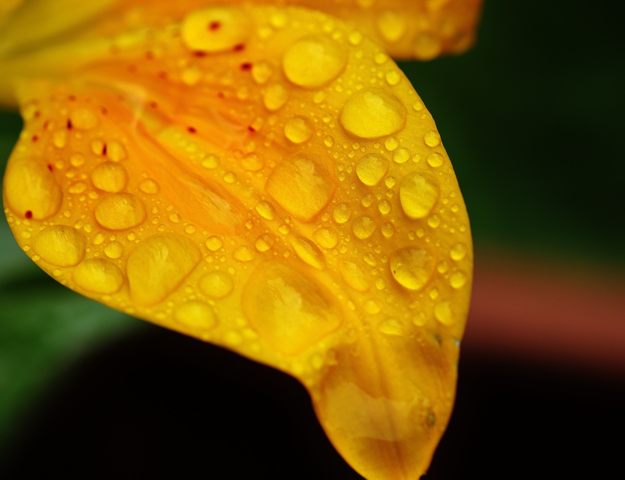 leaf lily flower free photo