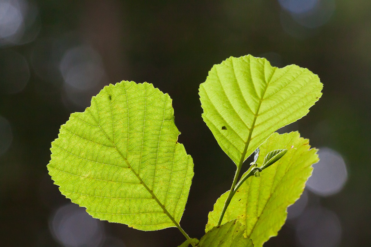 leaf green summer free photo