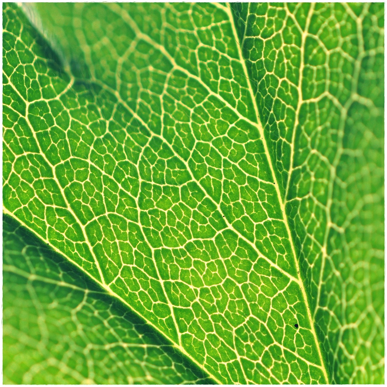 leaf structure green free photo