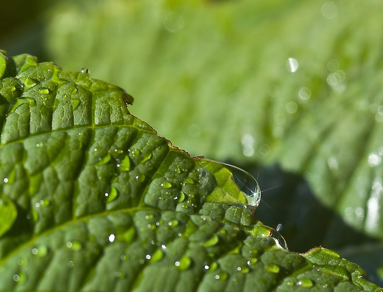 leaf green leaf dahlias free photo