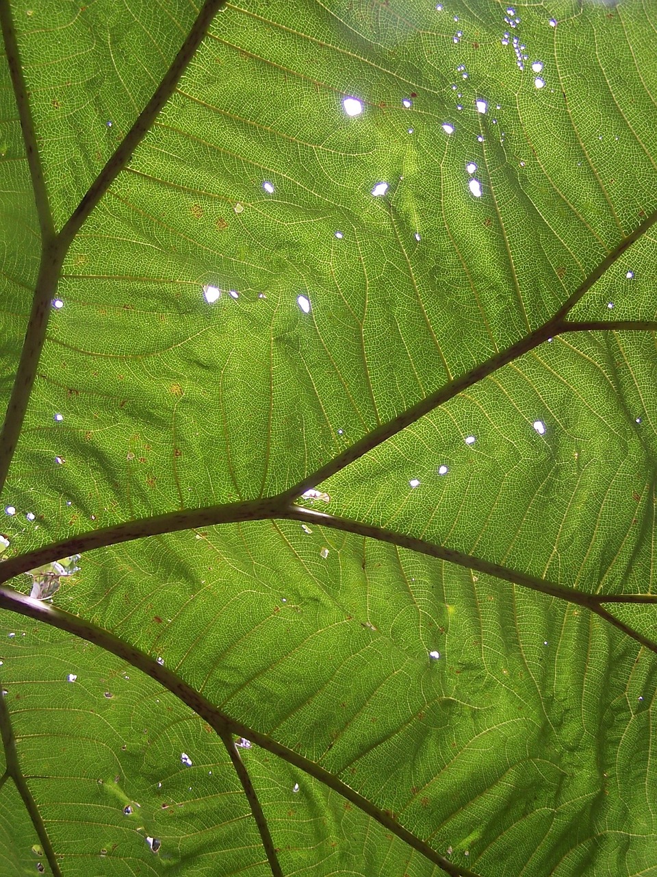 big leaf rainforest holes free photo