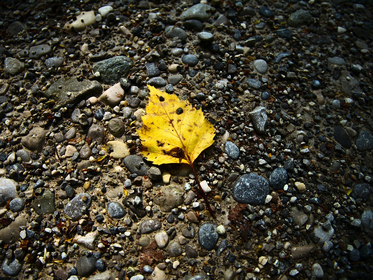 leaf floor nature free photo