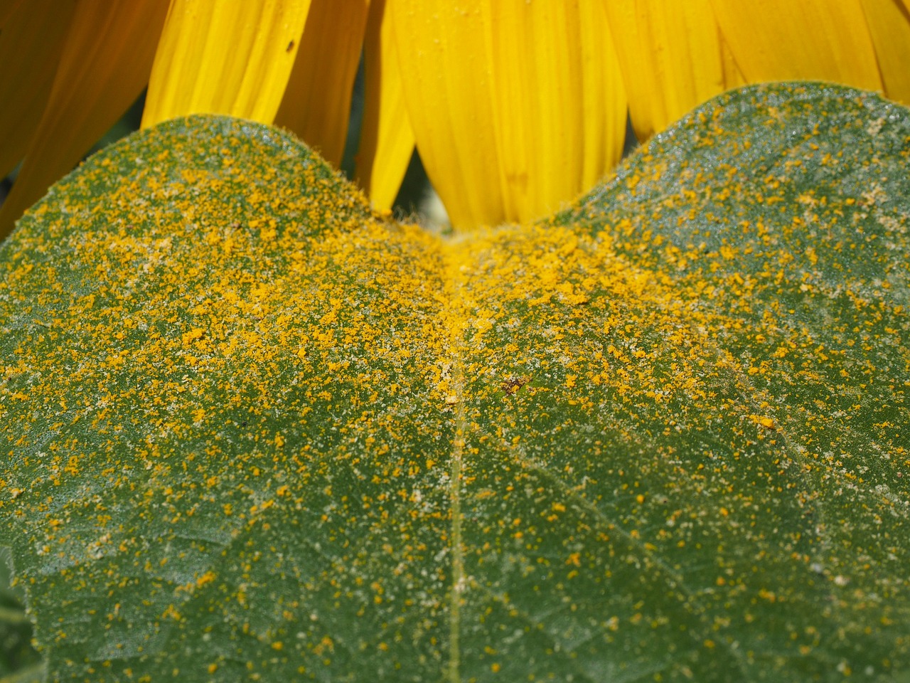 leaf pollen sunflower leaf free photo