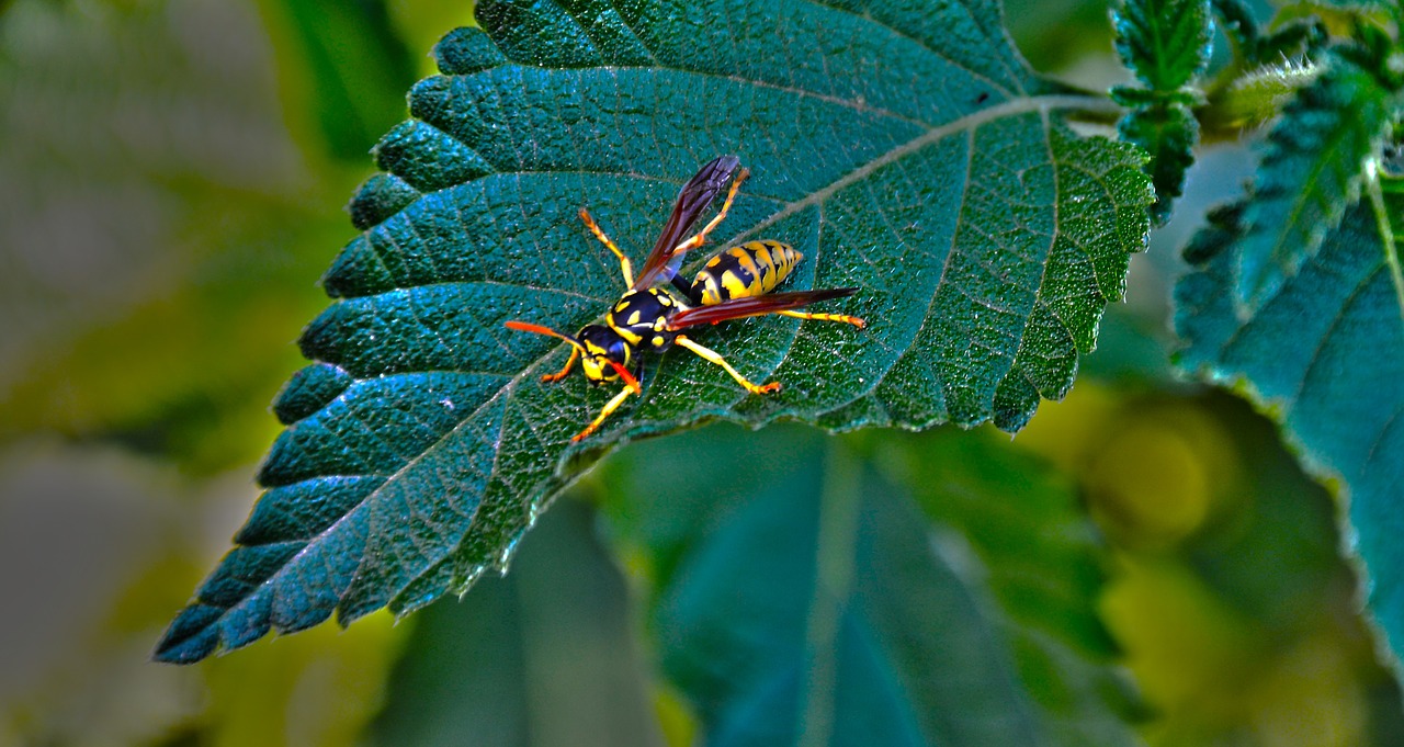 leaf wasp insect free photo