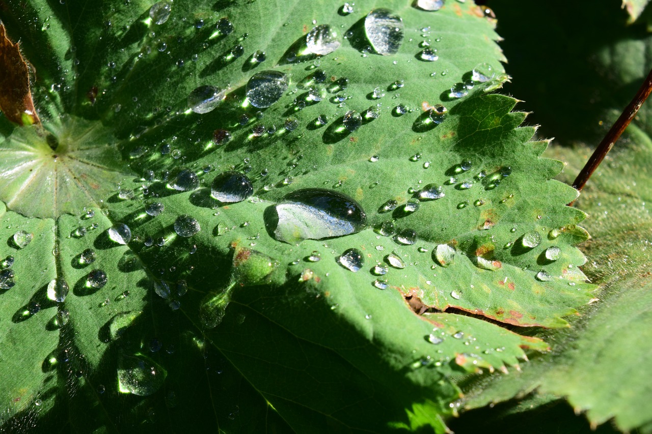 leaf raindrop nature free photo