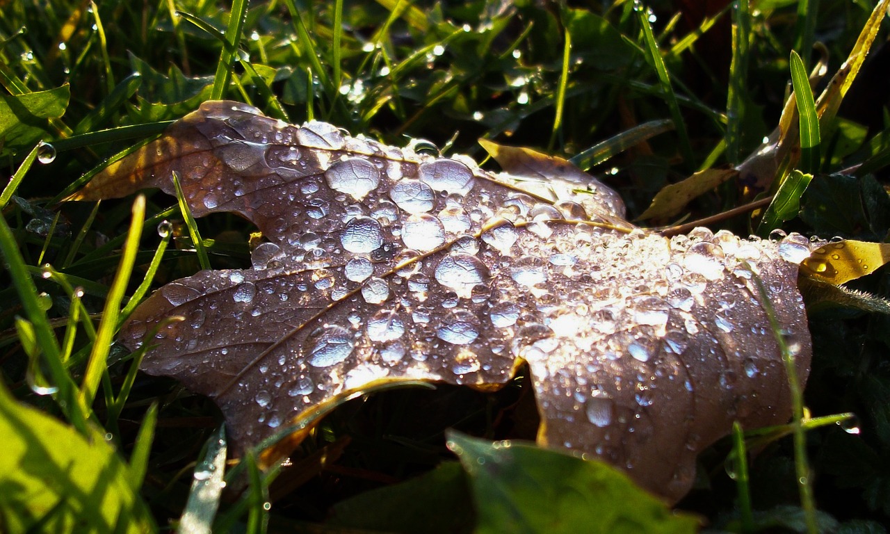 leaf dewdrop dew free photo