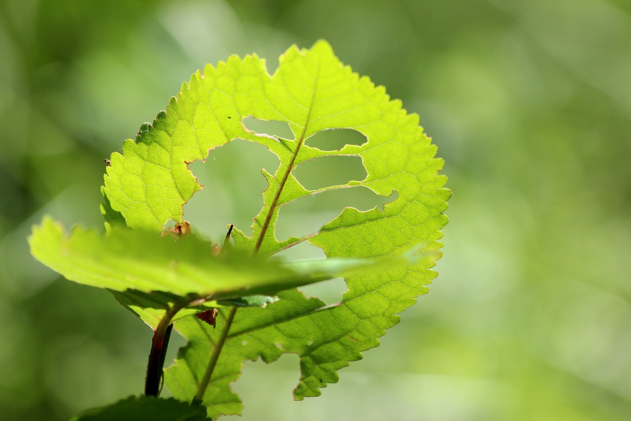 leaf tree green free photo