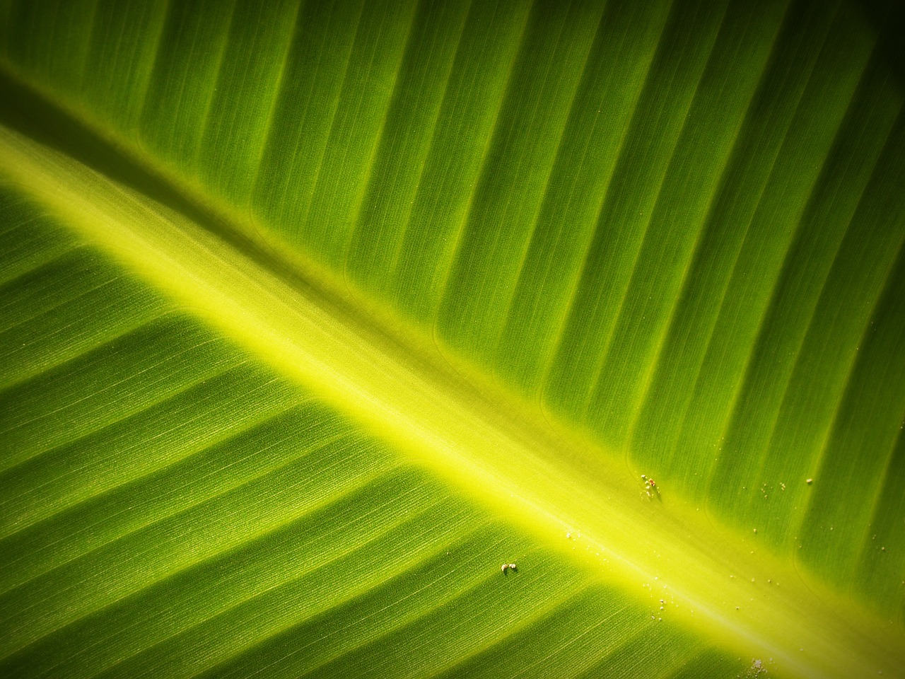 leaf background lines free photo