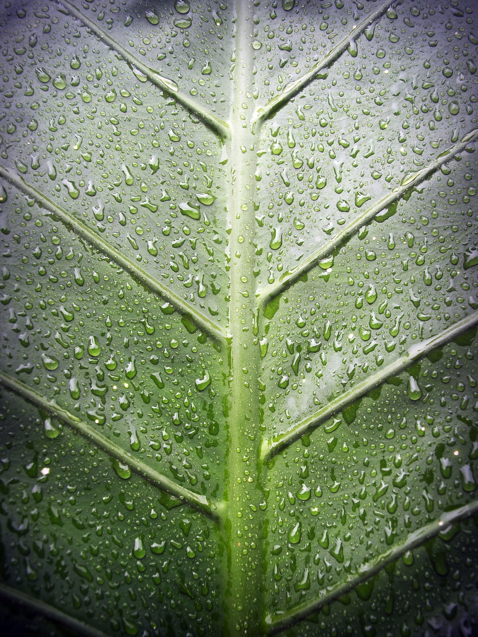 leaf water green free photo