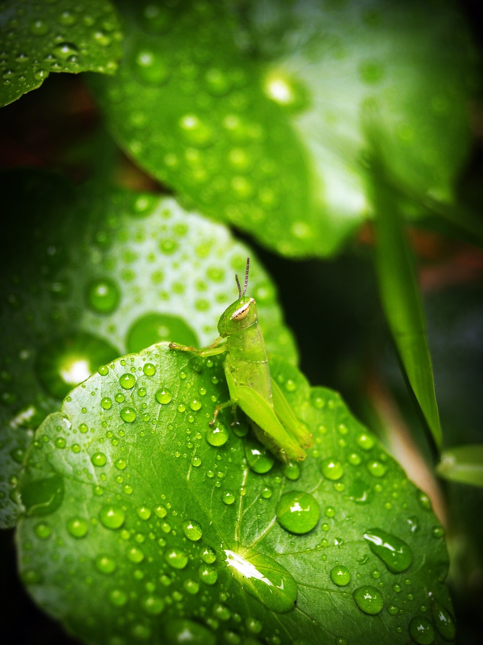 leaf water green free photo