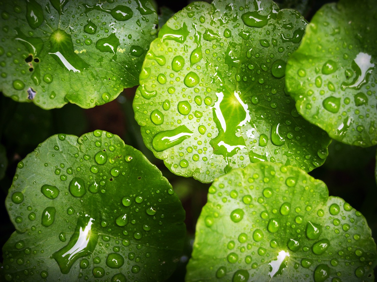 leaf water green free photo