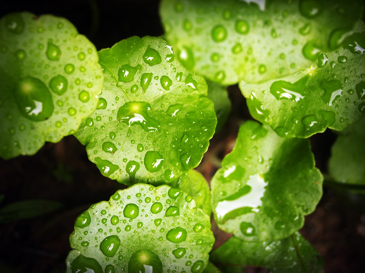 leaf water green free photo