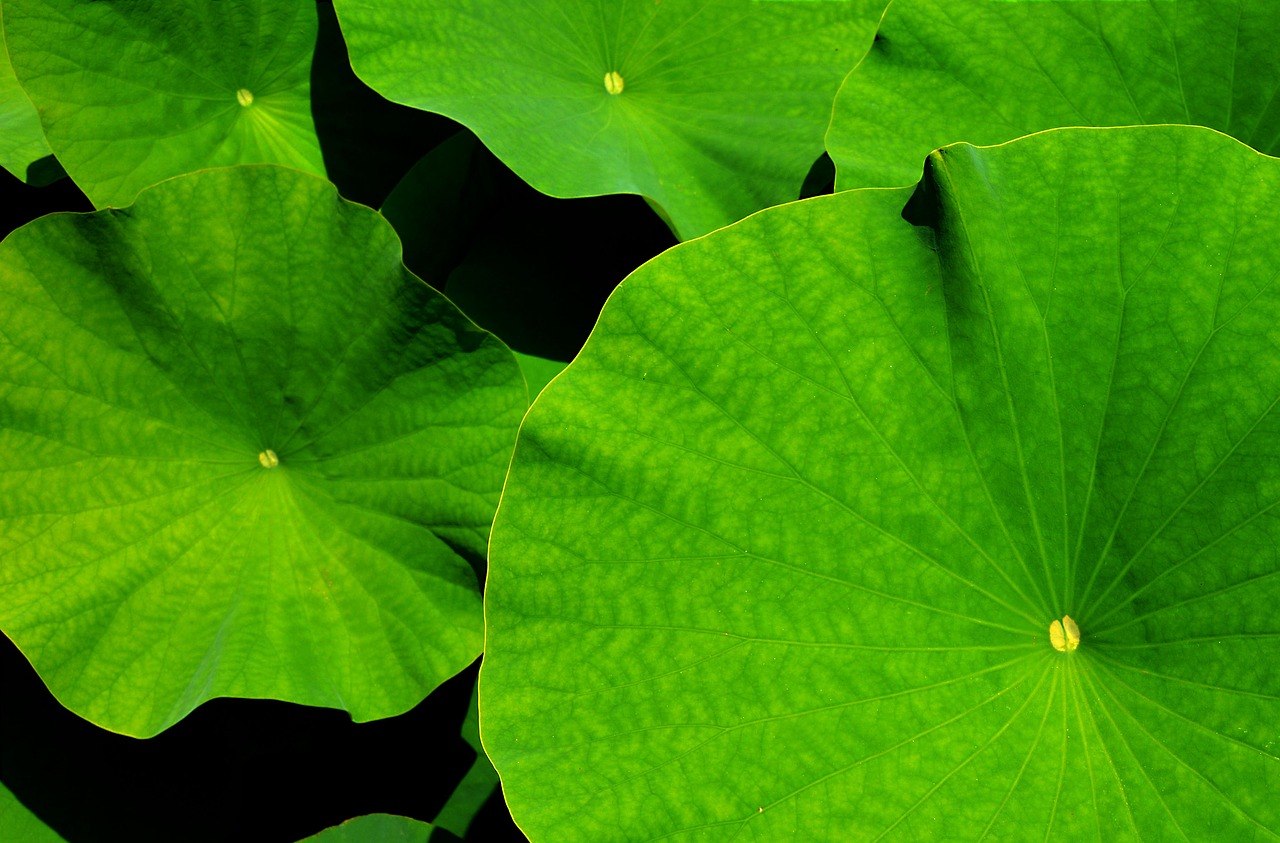 giant leaf lotus lotus leaf free photo