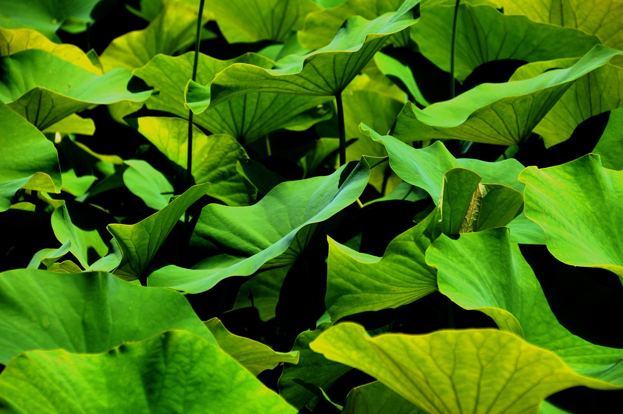 leaf bio green free photo