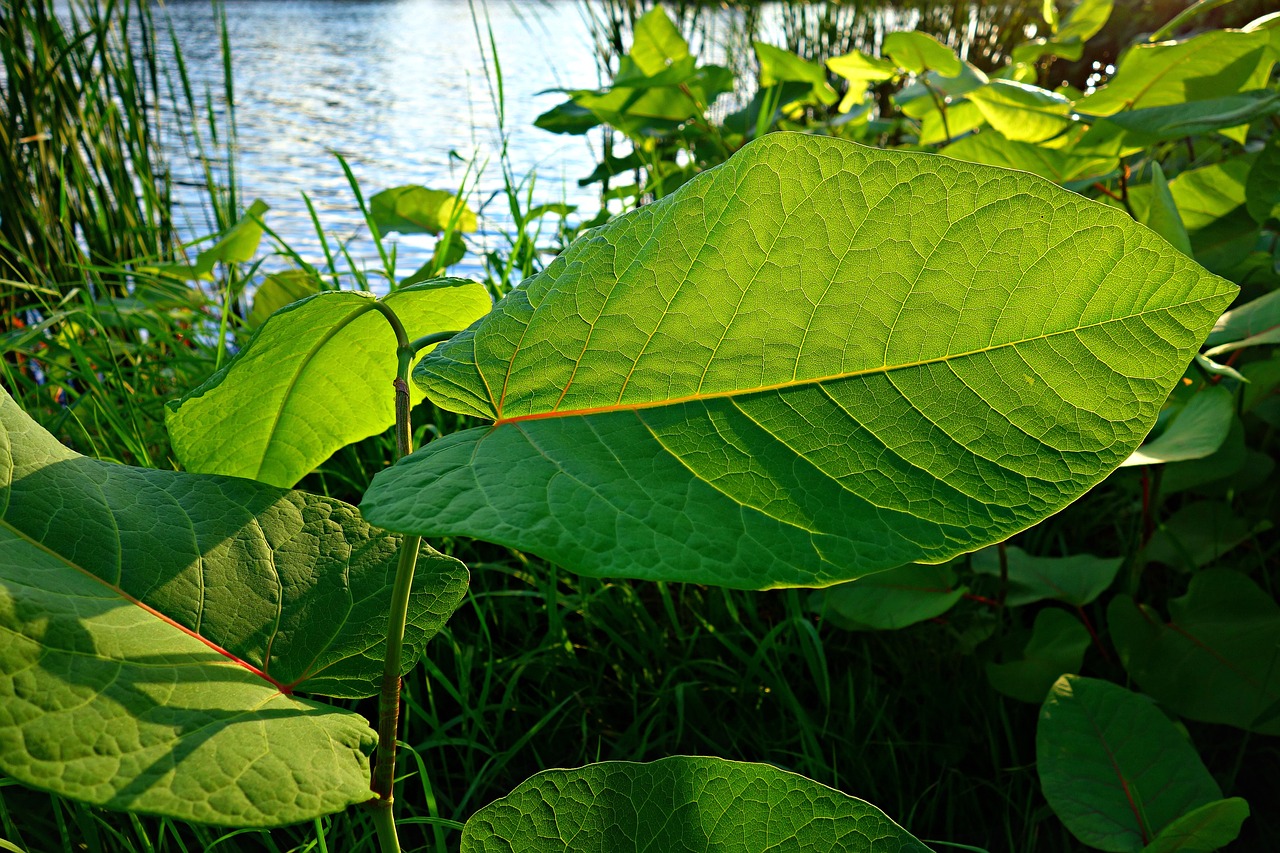 leaf foliage vein free photo