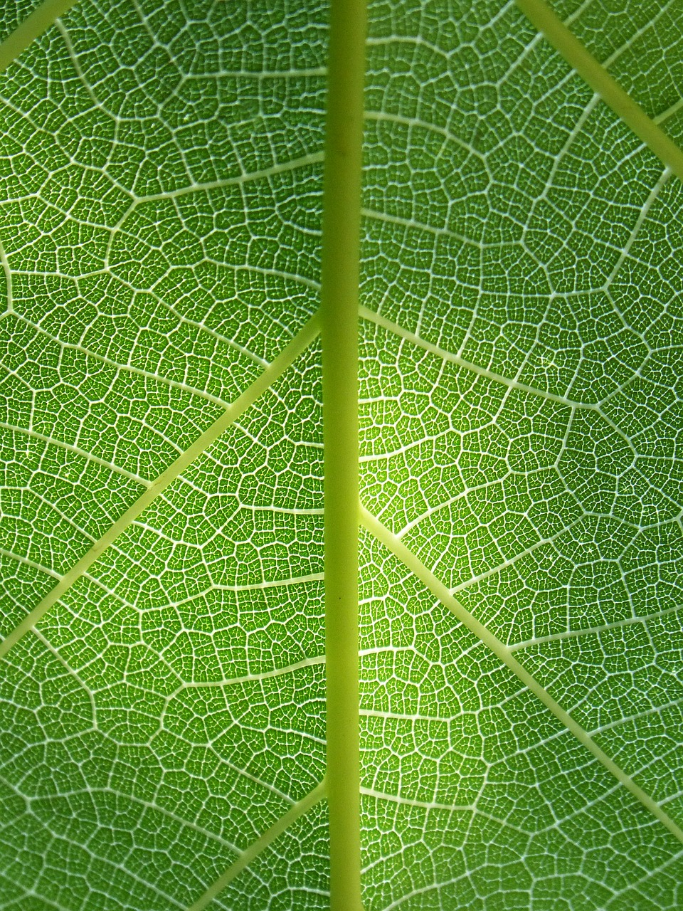leaf plant background ramifications free photo