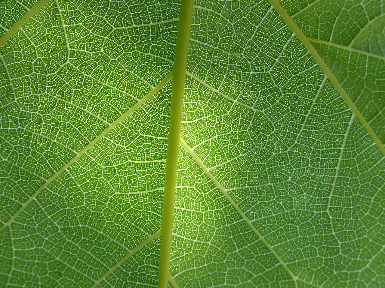 leaf plant background ramifications free photo
