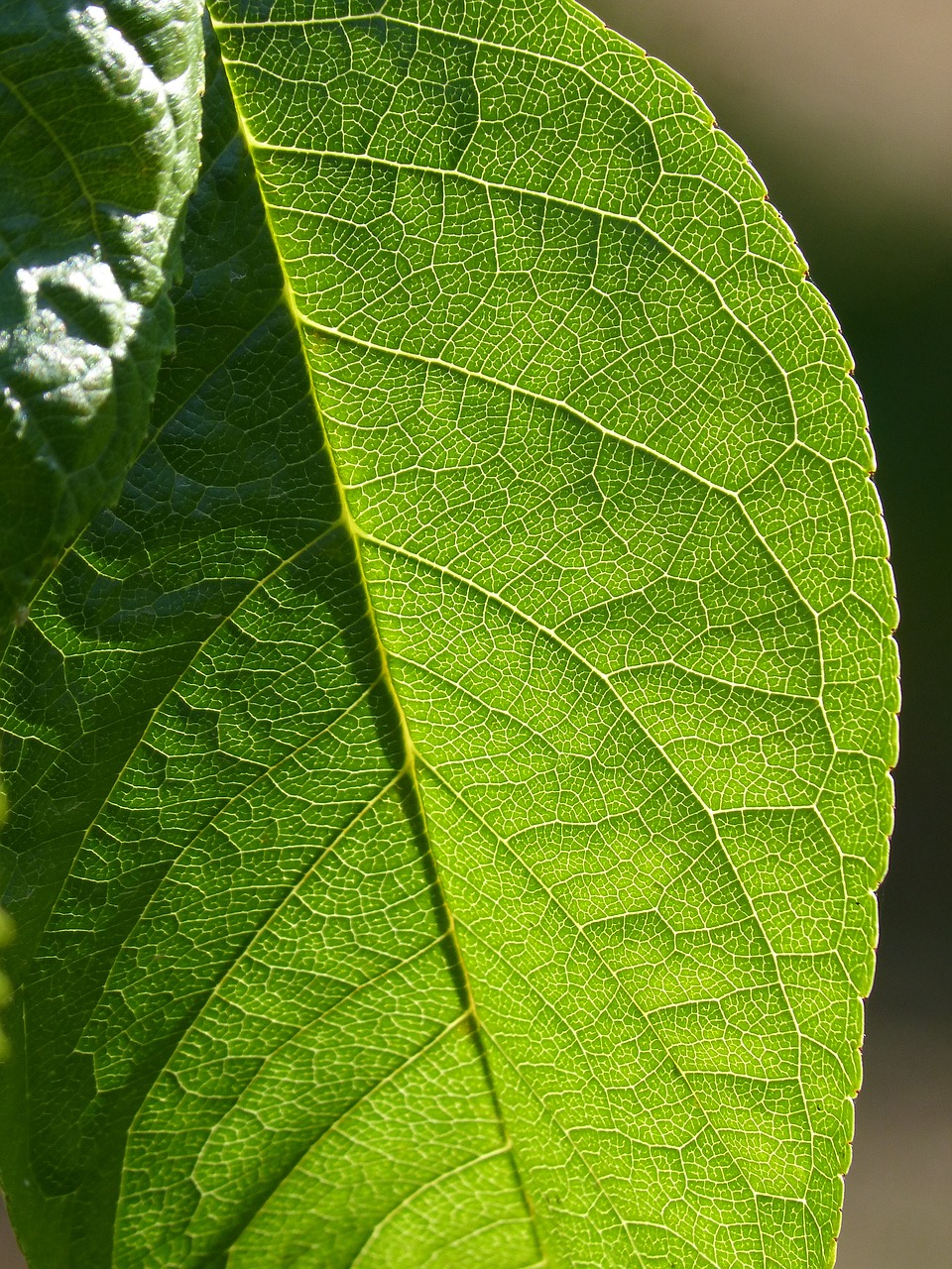 leaf plant background ramifications free photo