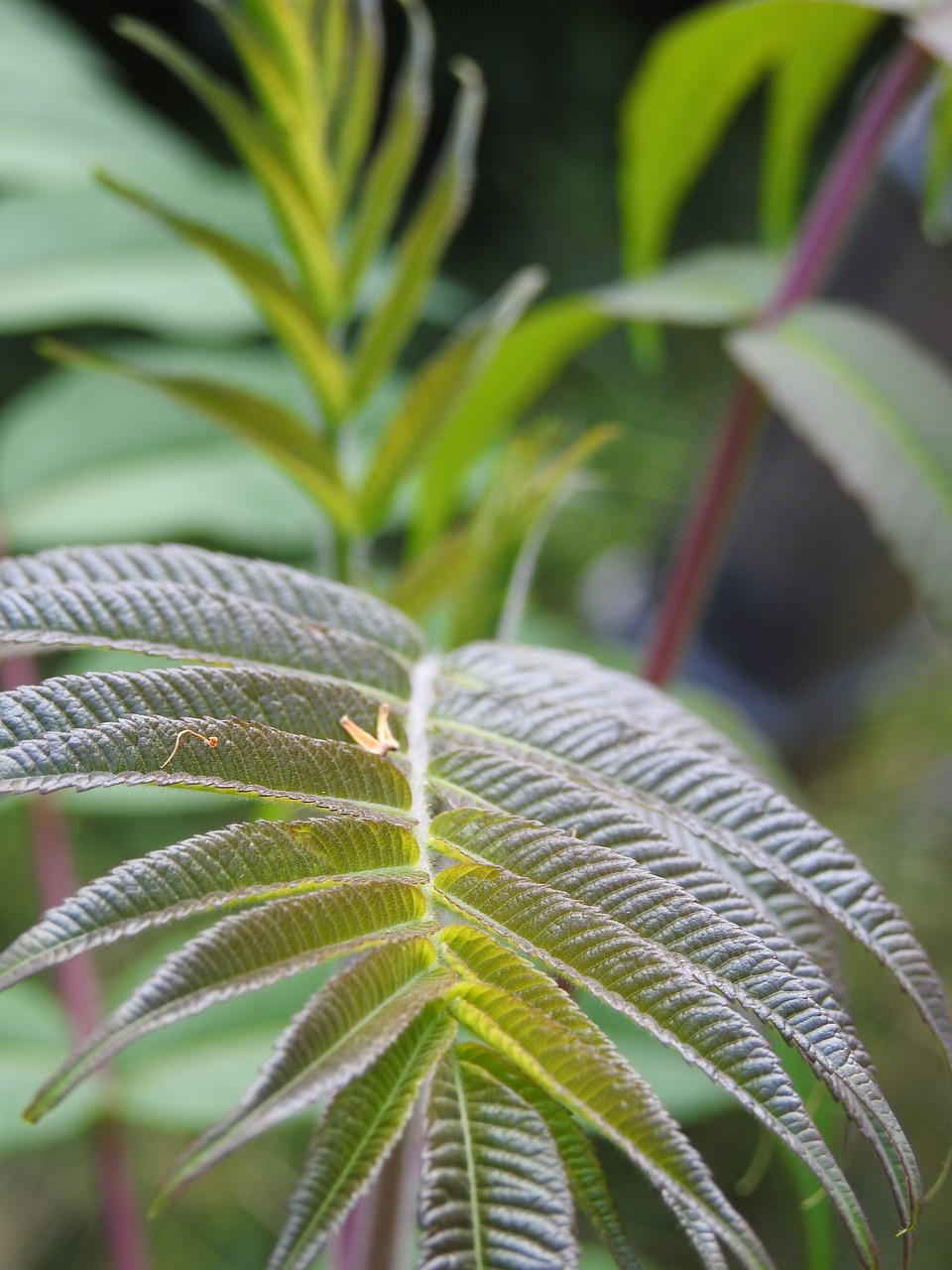 leaf nature tree free photo