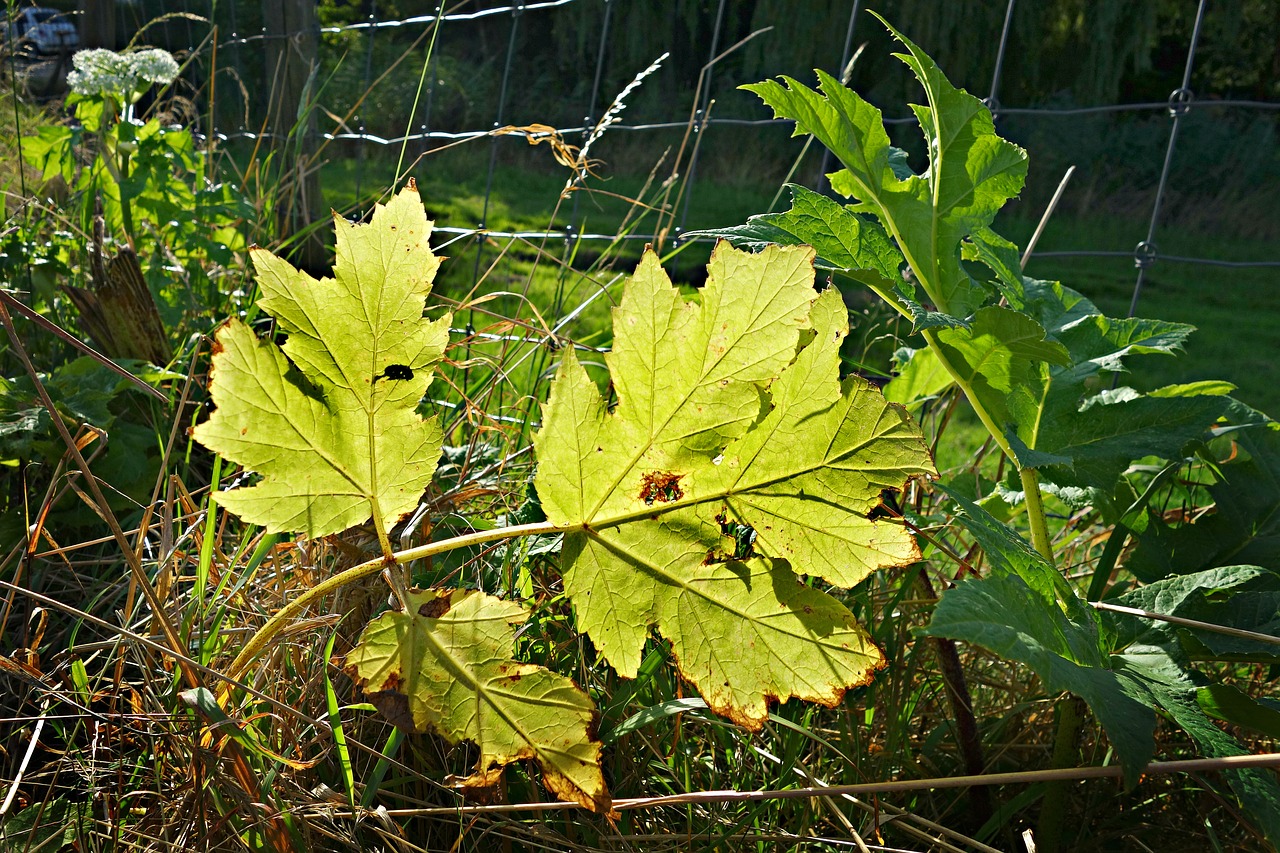 leaf plant vein free photo