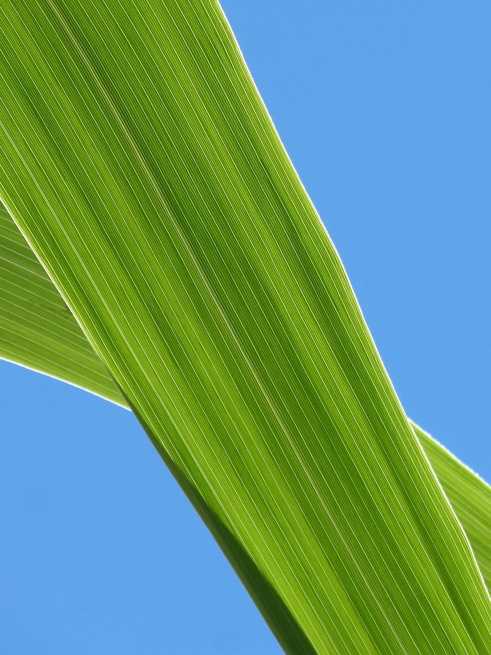 leaf american cane plant texture free photo