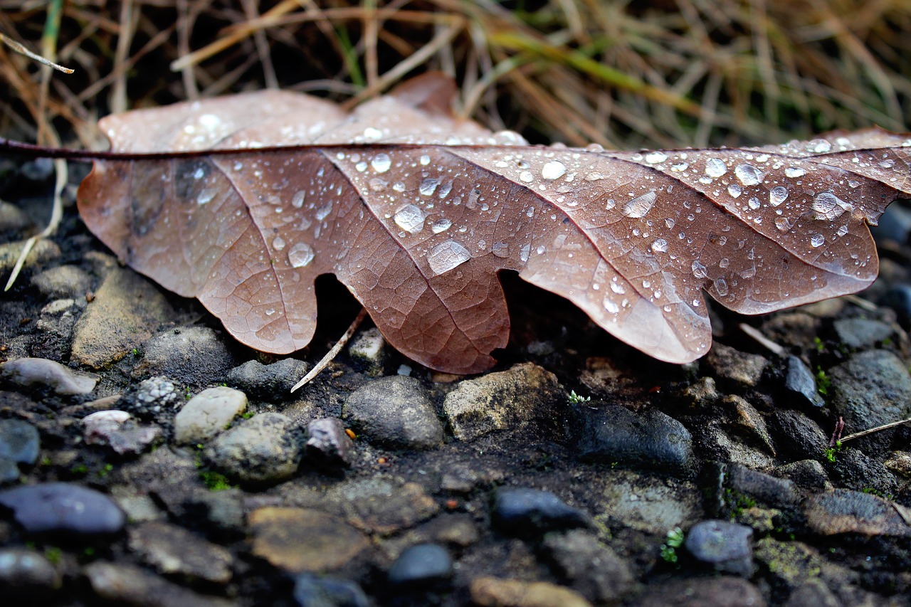 leaf autumn drip free photo