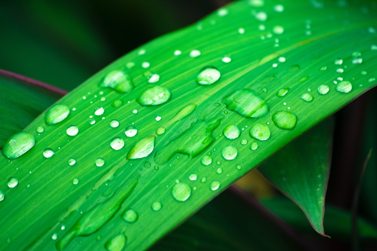 leaf water droplets droplets on leaf free photo