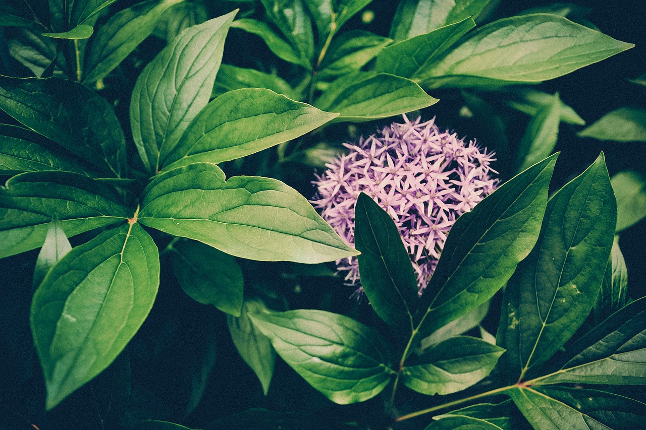 leaf flower botanical free photo