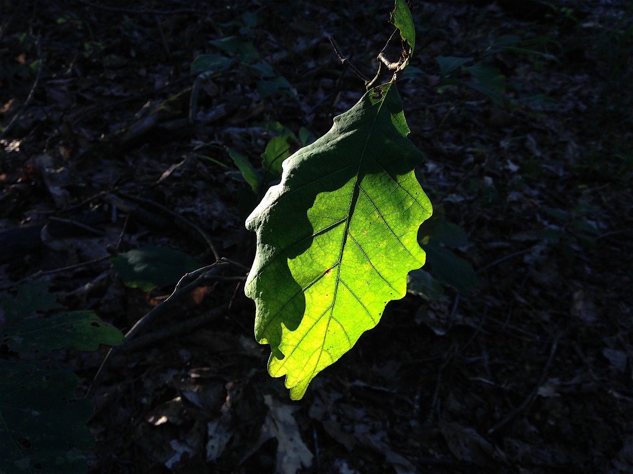 leaf light nature free photo