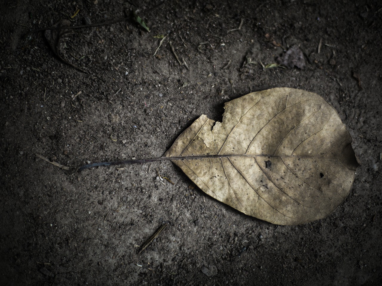 autumn leaves dry leaf plant free photo